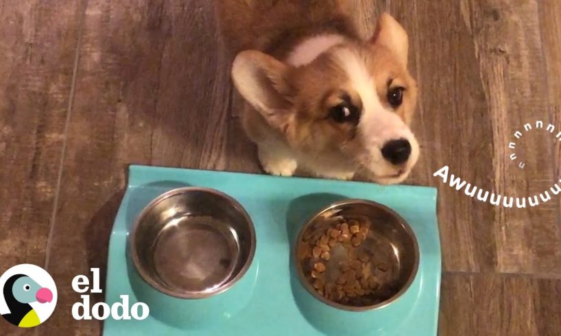 Esta corgi aúlla cada vez que come | El Dodo