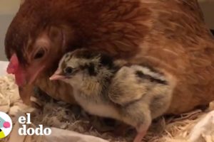 Esta gallina adoptada rescató a un huevo que no era suyo | El Dodo