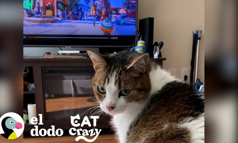 Esta gatita ama ver TV y está obsesionada con una película I Cat Crazy | El Dodo