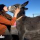 Esta mujer viajó el mundo rescatando animales | El Dodo