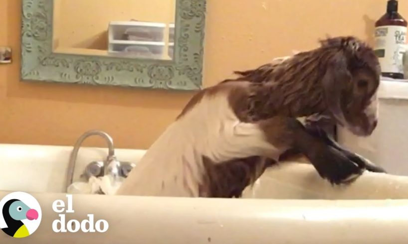 Estas cabritas traviesas vuelven loco a su papá | El Dodo