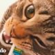Este gato se cepilla los dientes | El Dodo