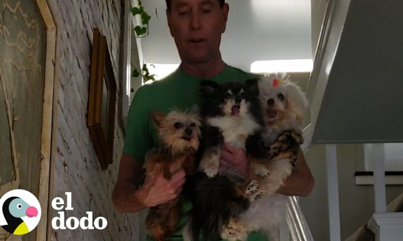 Este hogar lleno de perros ancianos está lleno de amor | El Dodo