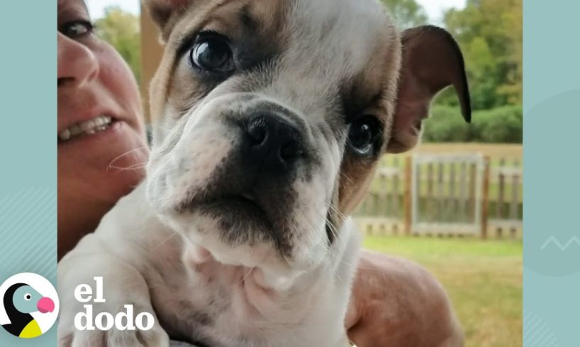 Este pequeño cachorro bulldog no puede dejar de dar vueltas I El Dodo