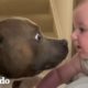 Este perrito se emociona mucho con su hermanita nueva | El Dodo