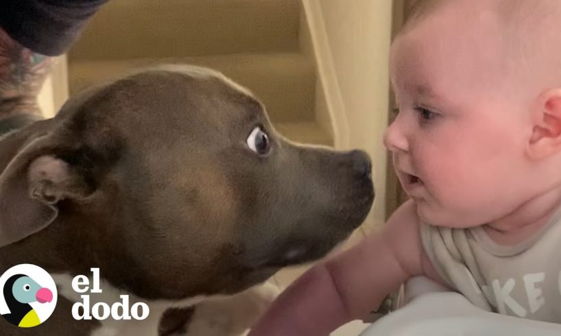 Este perrito se emociona mucho con su hermanita nueva | El Dodo