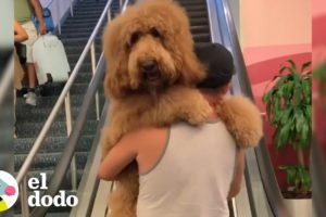 Este perro grande piensa que todavía es un bebé | El Dodo