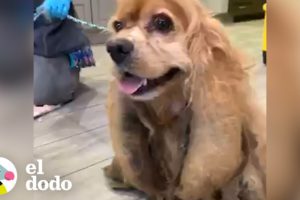 Este perro perdió casi 3 kilos de pelo enredado | El Dodo