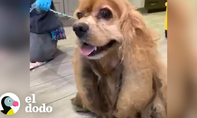 Este perro perdió casi 3 kilos de pelo enredado | El Dodo