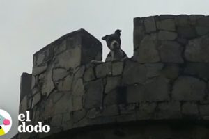 Este perro quedó atrapado en una torre en un bosque | El Dodo