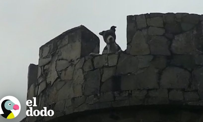 Este perro quedó atrapado en una torre en un bosque | El Dodo