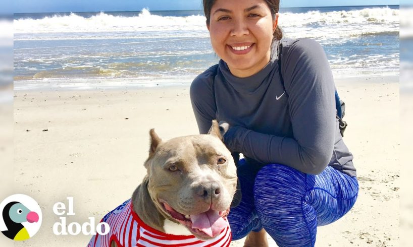 Este perro salvó la vida de su mamá | El Dodo