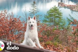 Este perro vive en el lugar más hermoso del mundo | El Dodo