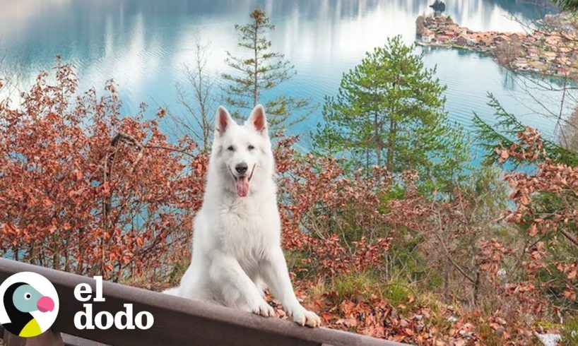 Este perro vive en el lugar más hermoso del mundo | El Dodo