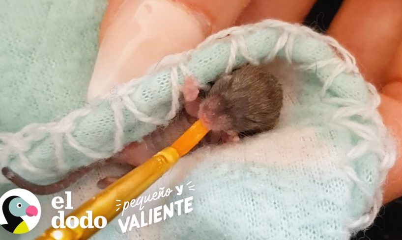 Este ratón bebé come pizzas diminutas en su pequeña casa I Pequeño y Valiente El Dodo