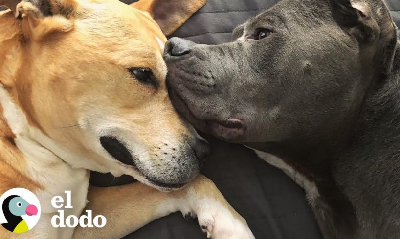 Estos dos perros rescatados son mejores amigos I El Dodo