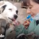 Estos perros callejeros sobreviven por esta mujer | El Dodo