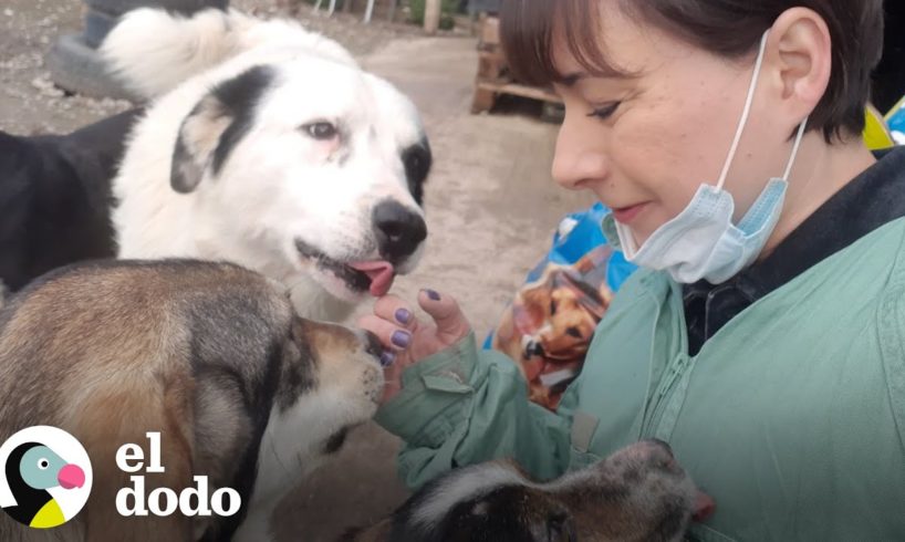 Estos perros callejeros sobreviven por esta mujer | El Dodo