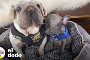 Estos son los perritos extraterrestres más adorables del mundo | El Dodo