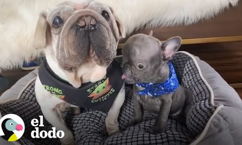 Estos son los perritos extraterrestres más adorables del mundo | El Dodo
