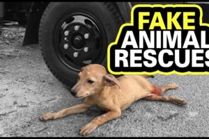 Fake Animal Rescues on Youtube