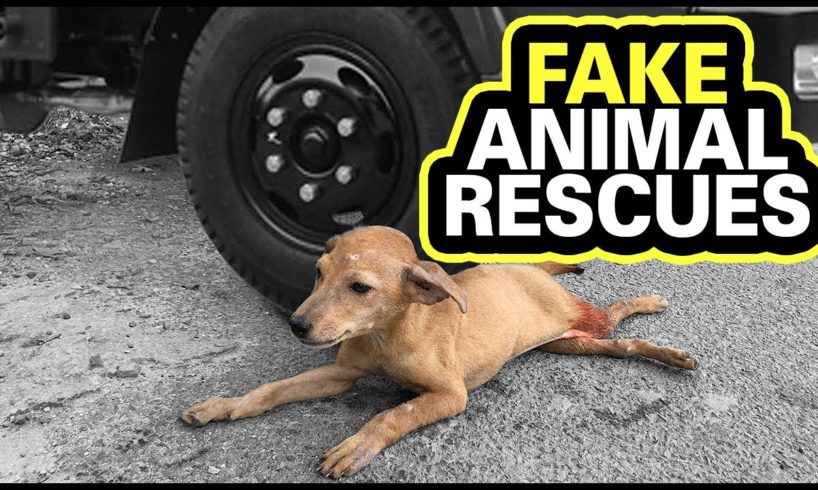Fake Animal Rescues on Youtube