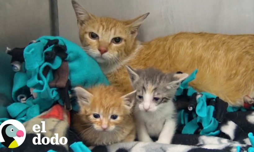 Familia de gatos vivían en un sofa hasta que fueron rescatados | El Dodo