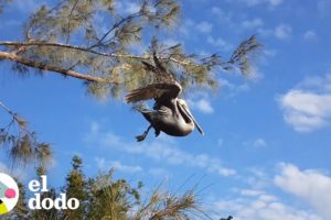 Familia encuentra a un pelícano que necesita de su ayuda | El Dodo