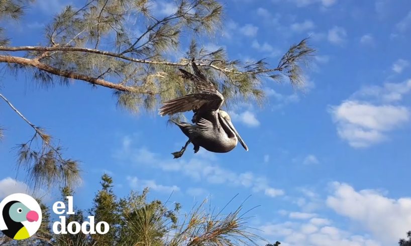 Familia encuentra a un pelícano que necesita de su ayuda | El Dodo