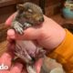 Familia encuentra a una ardilla bebé en su sala | El Dodo