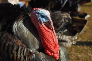 Farm Animal Sanctuary Rescues Turkeys