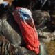 Farm Animal Sanctuary Rescues Turkeys