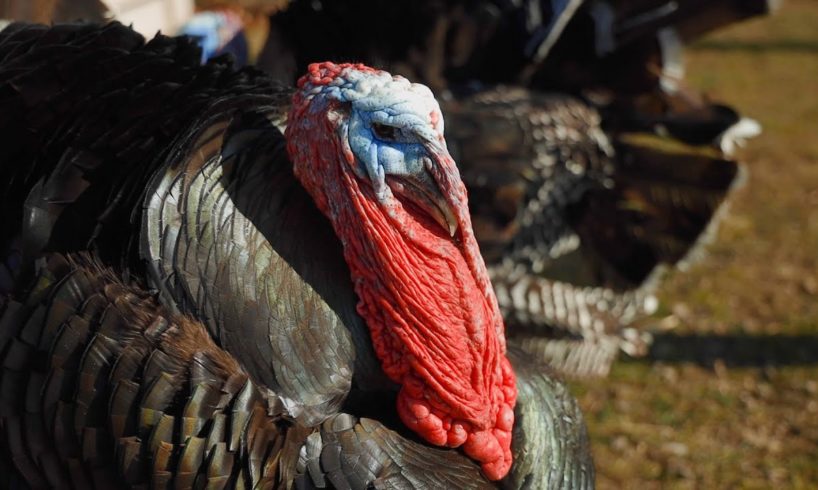 Farm Animal Sanctuary Rescues Turkeys