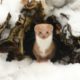 Filming a Wildlife Winter Wonderland | Animals In Snow