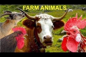For Kids: FARM ANIMALS and their natural sounds - cow, horse, goat, sheep, rooster, hen, pig, duck