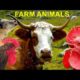 For Kids: FARM ANIMALS and their natural sounds - cow, horse, goat, sheep, rooster, hen, pig, duck
