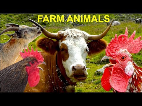 For Kids: FARM ANIMALS and their natural sounds - cow, horse, goat, sheep, rooster, hen, pig, duck