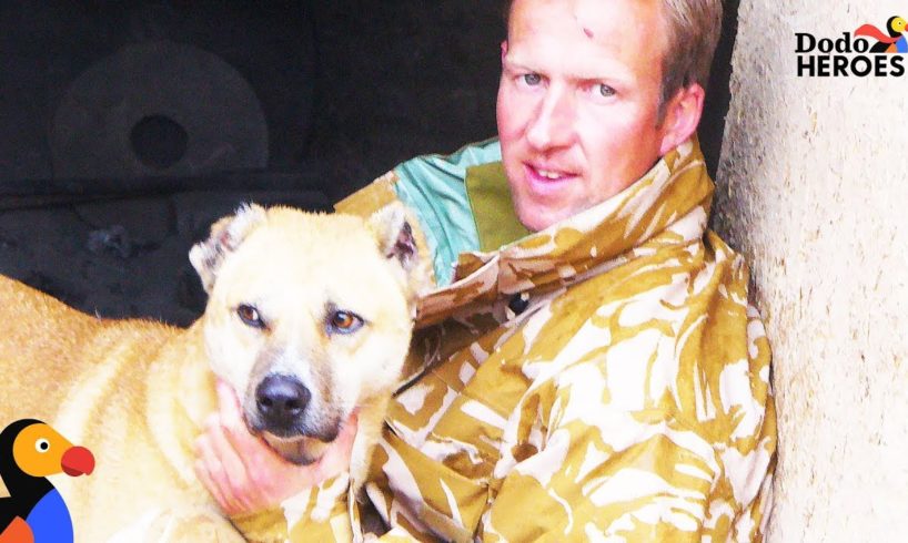 Former Soldier Rescues Dogs In Afghanistan  | Dodo Heroes Season 1