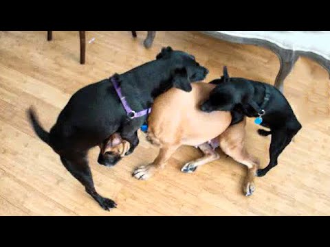 Funniest Animals Ever ? - Awesome Funny Animals' Life Videos - Funniest Pets ?