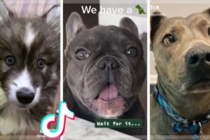 Funniest Doggos & Cutest Puppies of TikTok Compilation ?