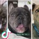 Funniest Doggos & Cutest Puppies of TikTok Compilation ?