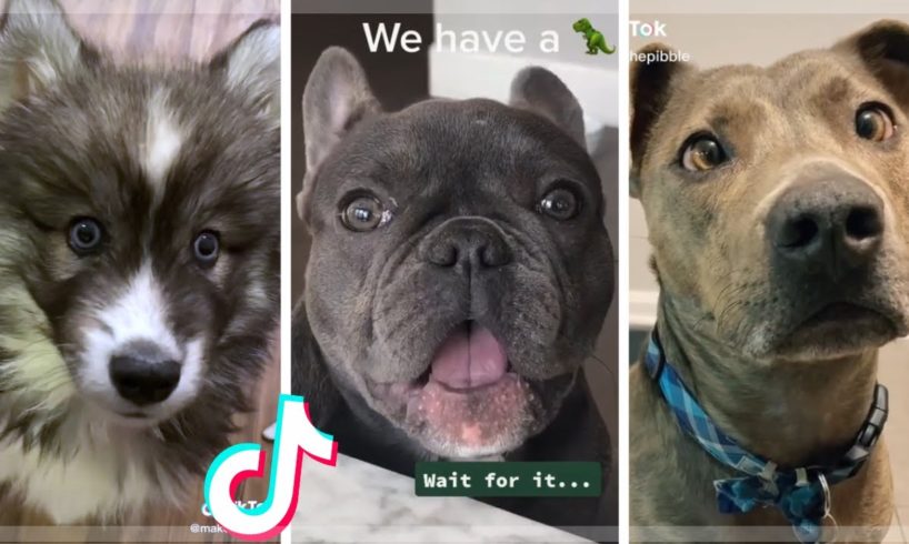 Funniest Doggos & Cutest Puppies of TikTok Compilation ?