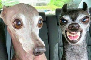 ? Funniest ? Dogs And ?Cats - Try Not To Laugh - Funny Pet Animals' Life ?