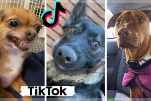 Funniest Dogs of TIK TOK ~ Cutest Puppies of TikTok ~ Ultimate Compilation ?