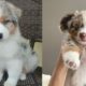 Funniest & Cutest Australian Shepherd Puppies - Funny Australian Cattle Dog Puppy Videos 2021