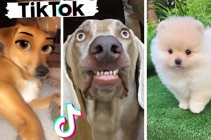Funniest & Cutest Dogs Compilation ~ Dogs of TikTok ?