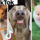 Funniest & Cutest Dogs Compilation ~ Dogs of TikTok ?
