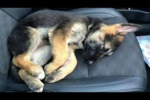 Funniest & Cutest German Shepherd Videos - Puppy Videos 2020