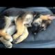 Funniest & Cutest German Shepherd Videos - Puppy Videos 2020