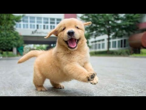 Funniest & Cutest Golden Retriever Puppies - 30 Minutes of Funny Puppy Videos 2020